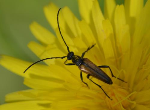 Réf. 185 998 : Rutpela sp.